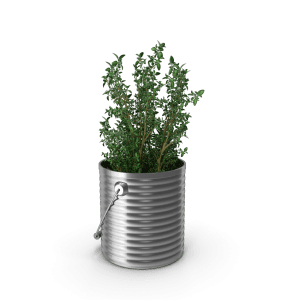 Thyme Plant.H03.2k plant